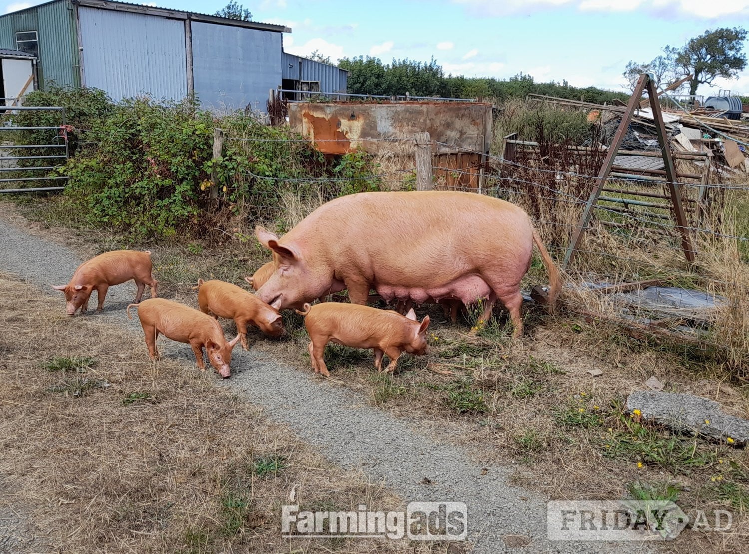Tamworth weaners for sale in Narberth