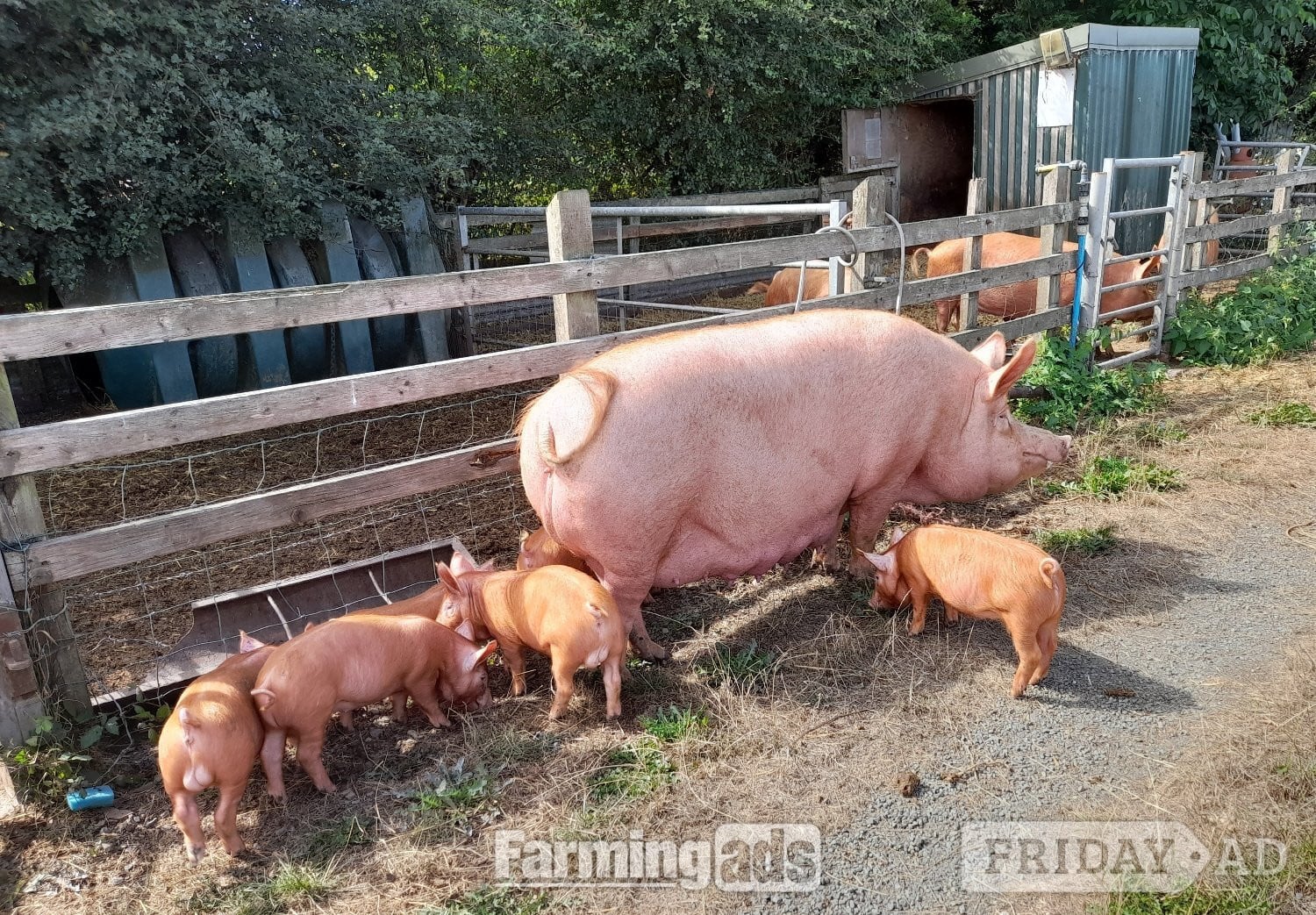 Tamworth weaners for sale