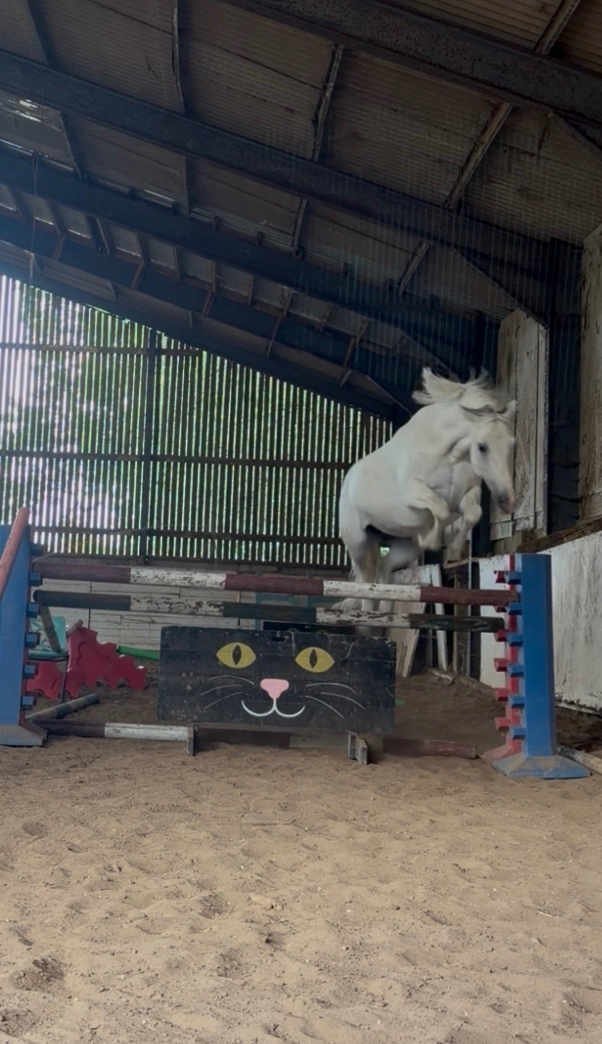 "Etta" Grey Mare Hunter - Horses in Maidstone