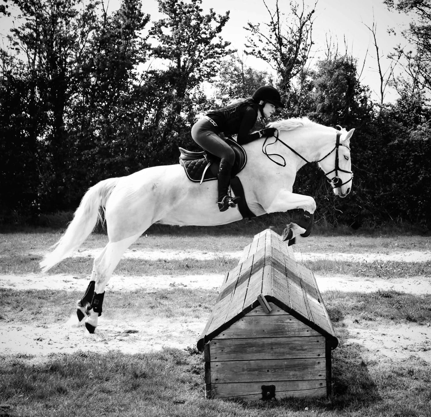 "Etta" Grey Mare Hunter - Horses