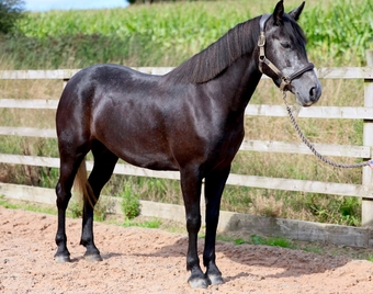 "Letty" Iron Grey Mare All Rounder