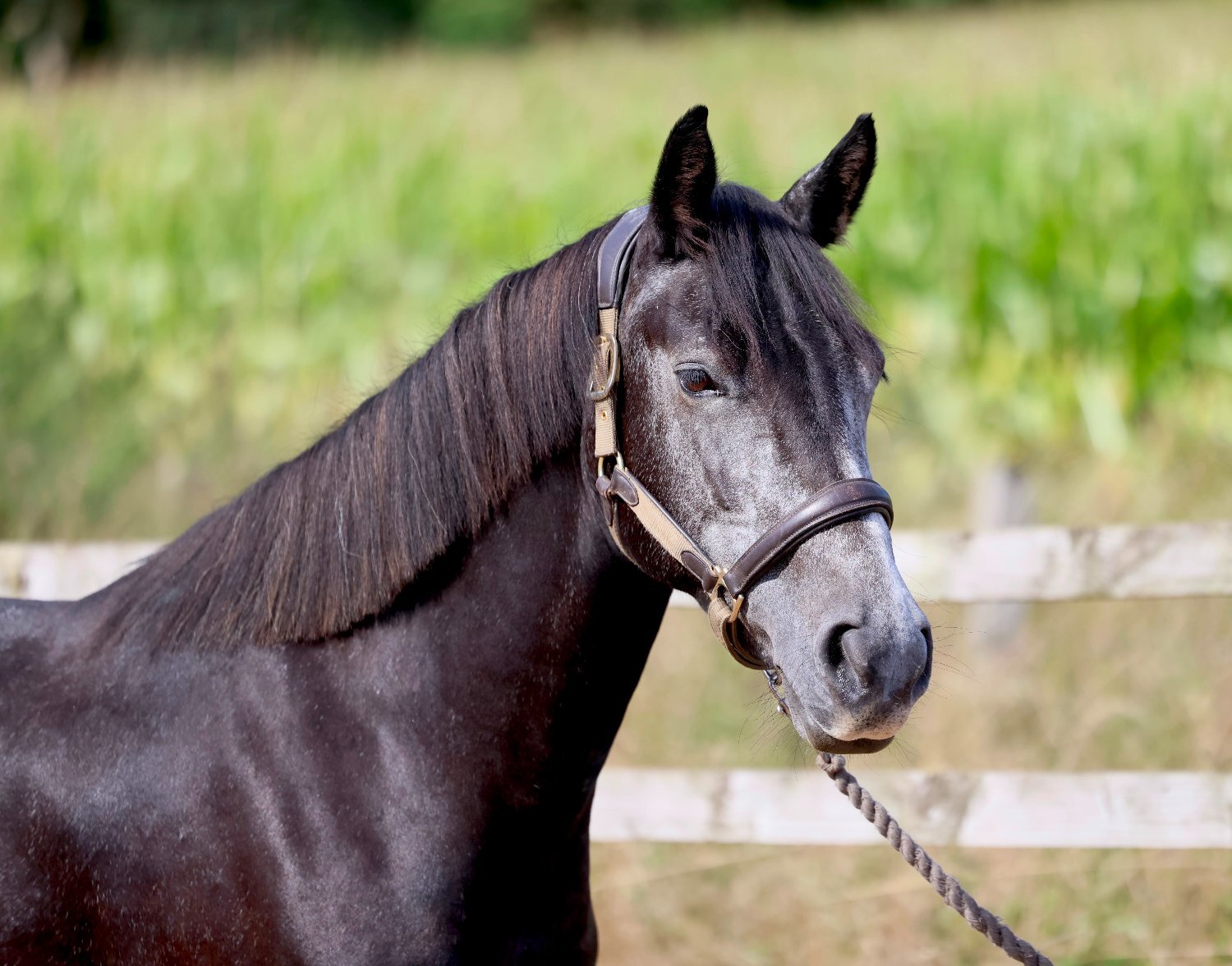 "Letty" Iron Grey Mare All Rounder - Horses in Wigan
