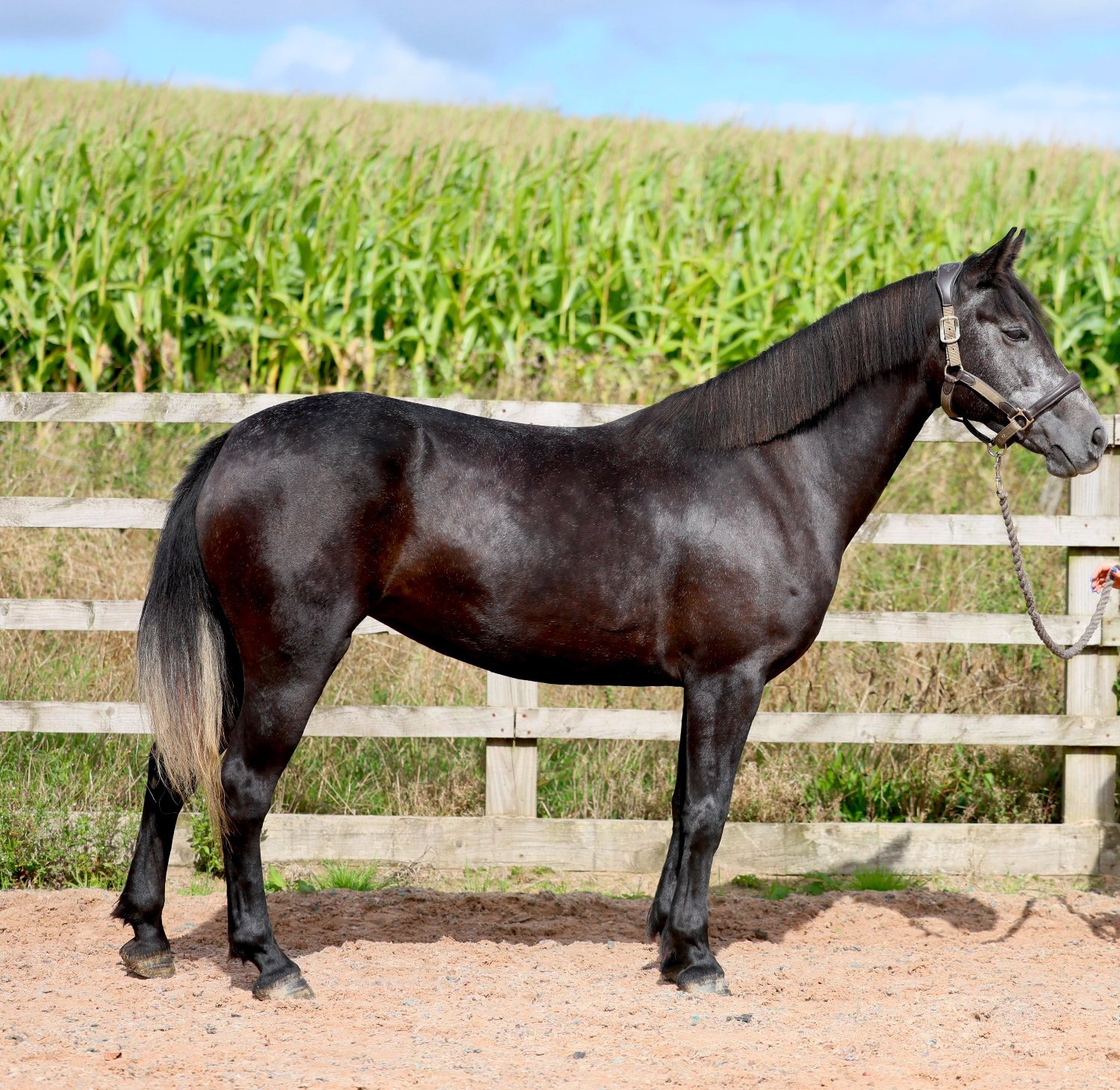 Wigan "Letty" Iron Grey Mare All Rounder