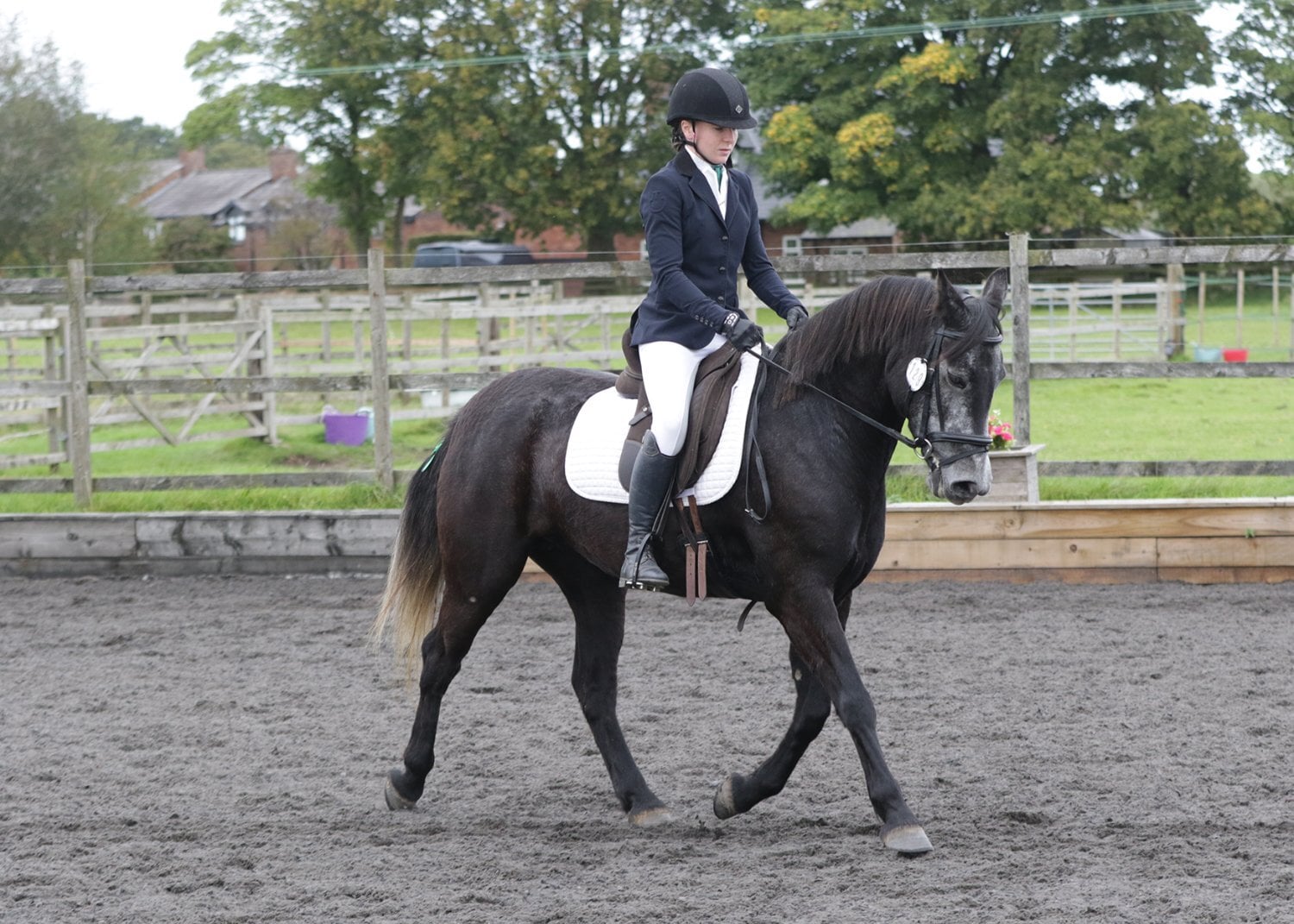 "Letty" Iron Grey Mare All Rounder