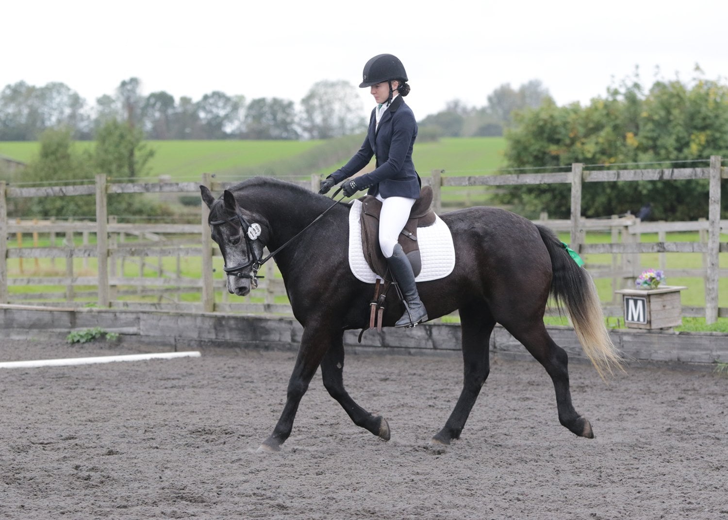 "Letty" Iron Grey Mare All Rounder - Horses