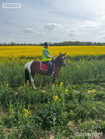 "BELLE" Tri-Coloured Mare Happy Hacker