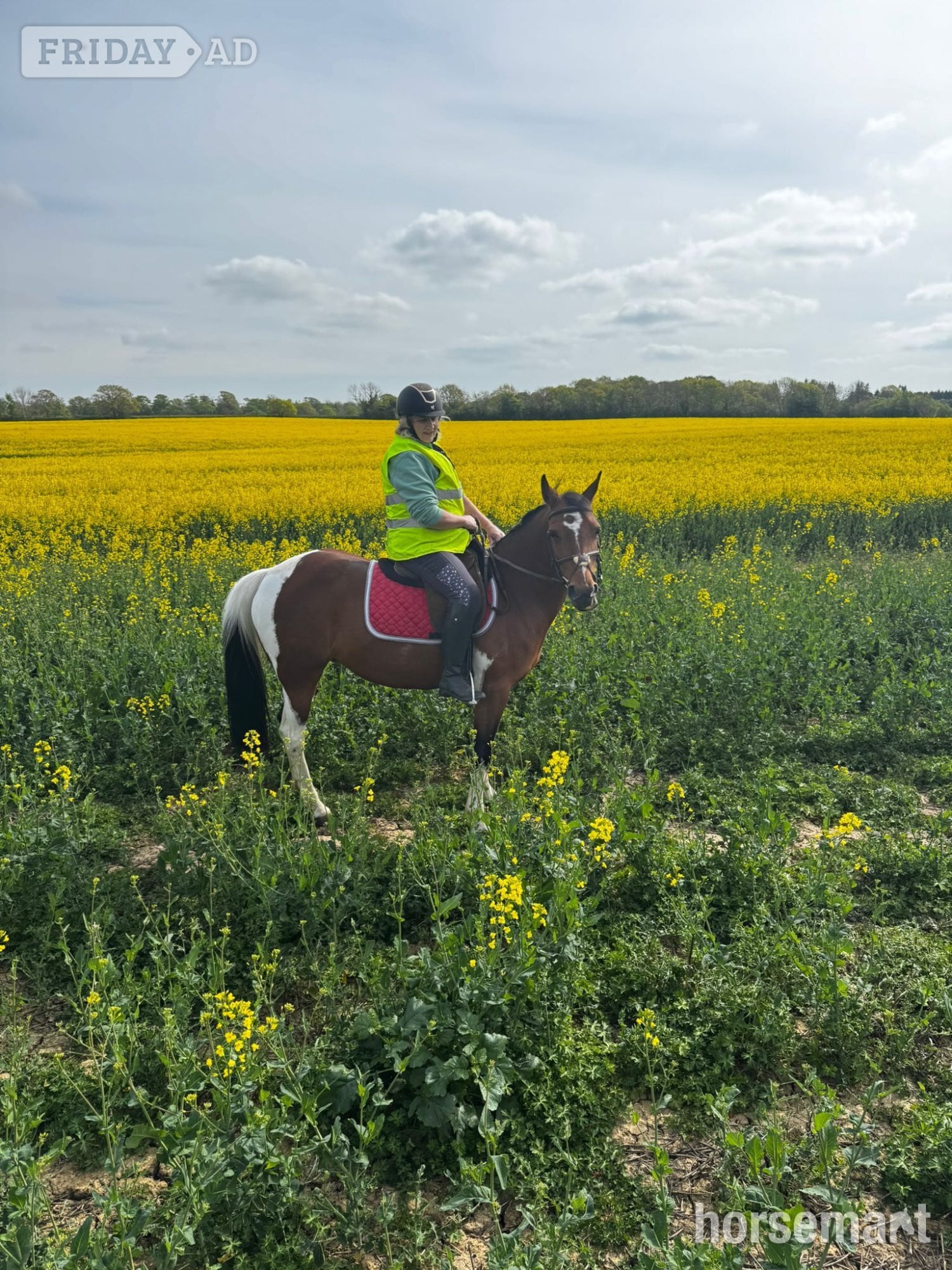 "BELLE" Tri-Coloured Mare Happy Hacker