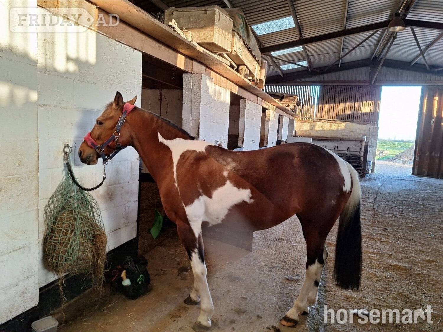 Hull "BELLE" Tri-Coloured Mare Happy Hacker