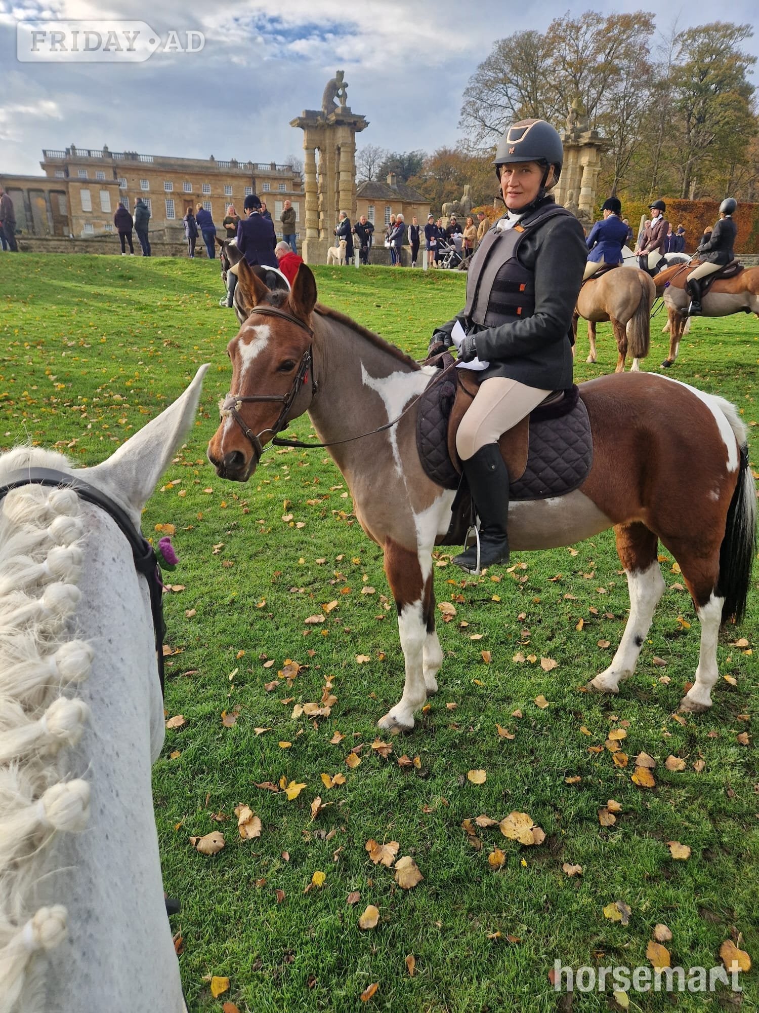 "BELLE" Tri-Coloured Mare Happy Hacker - Horses