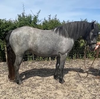 "Abby" Grey Filly Mountain & Moorland Pony