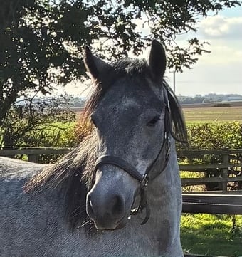 "Abby" Grey Filly Mountain & Moorland Pony