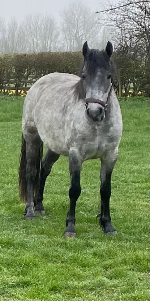 "Abby" Grey Filly Mountain & Moorland Pony