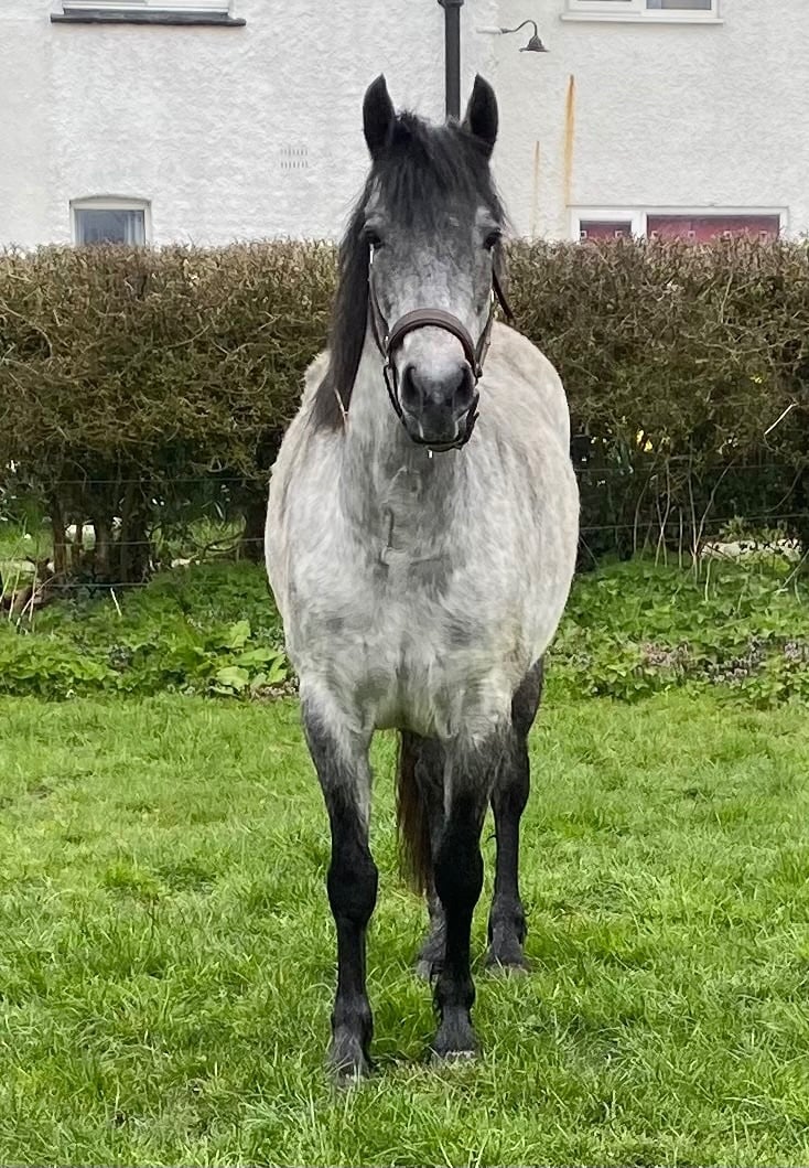 Hull "Abby" Grey Filly Mountain & Moorland Pony