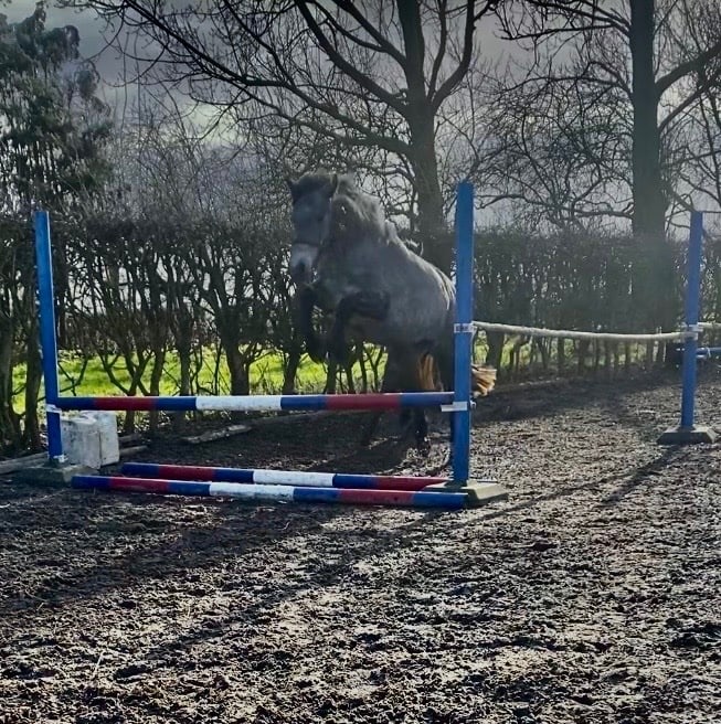 "Abby" Grey Filly Mountain & Moorland Pony - Horses in Hull