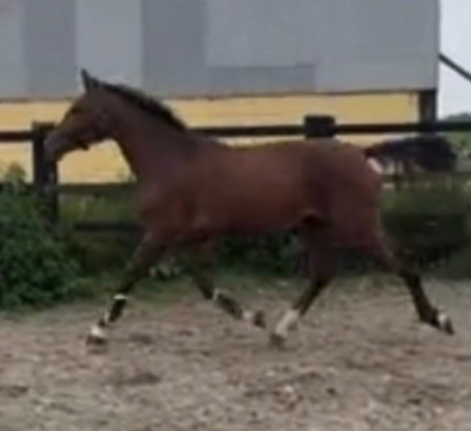 "Fados" Bright Bay Mare Young Sport Horse