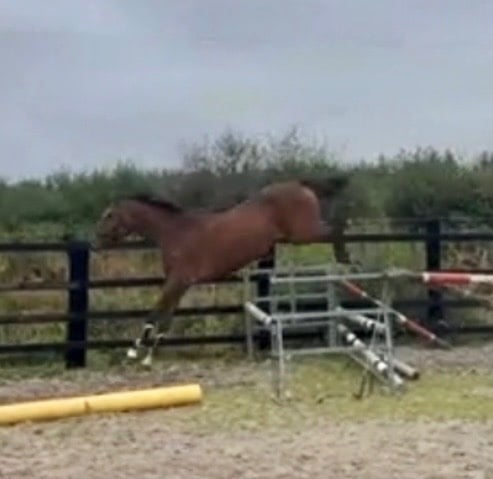 Newbury "Fados" Bright Bay Mare Young Sport Horse