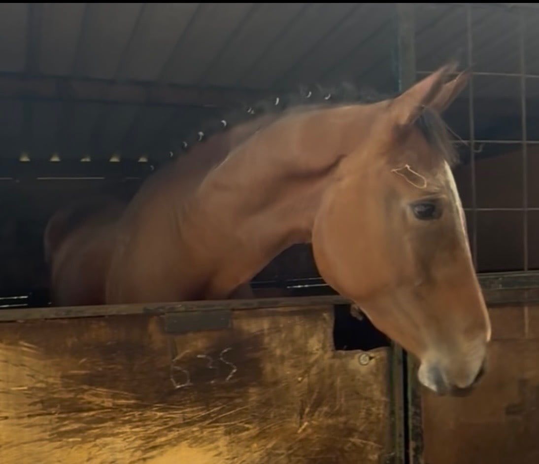 "Fados" Bright Bay Mare Young Sport Horse - Horses in Newbury