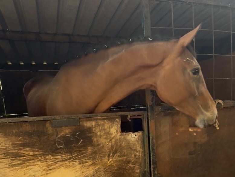 "Fados" Bright Bay Mare Young Sport Horse - Horses