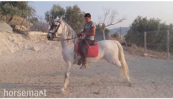 "Duque" Grey Gelding Dressage Horse