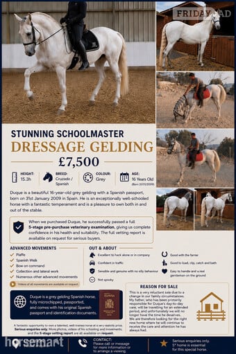 "Duque" Grey Gelding Dressage Horse