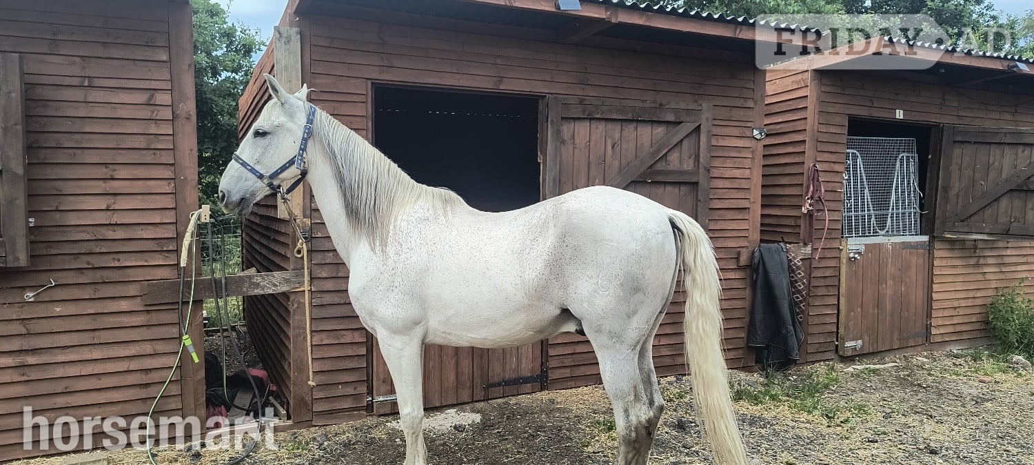Birmingham "Duque" Grey Gelding Dressage Horse