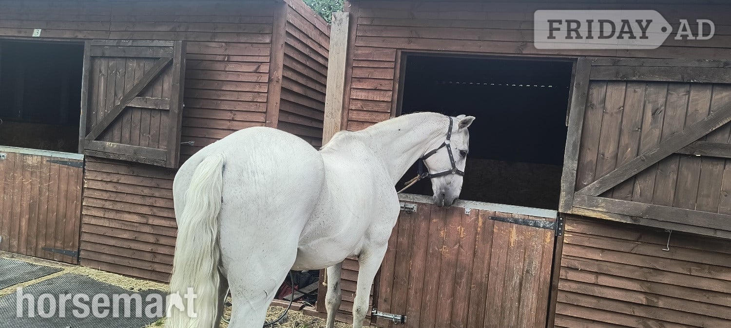"Duque" Grey Gelding Dressage Horse - Horses