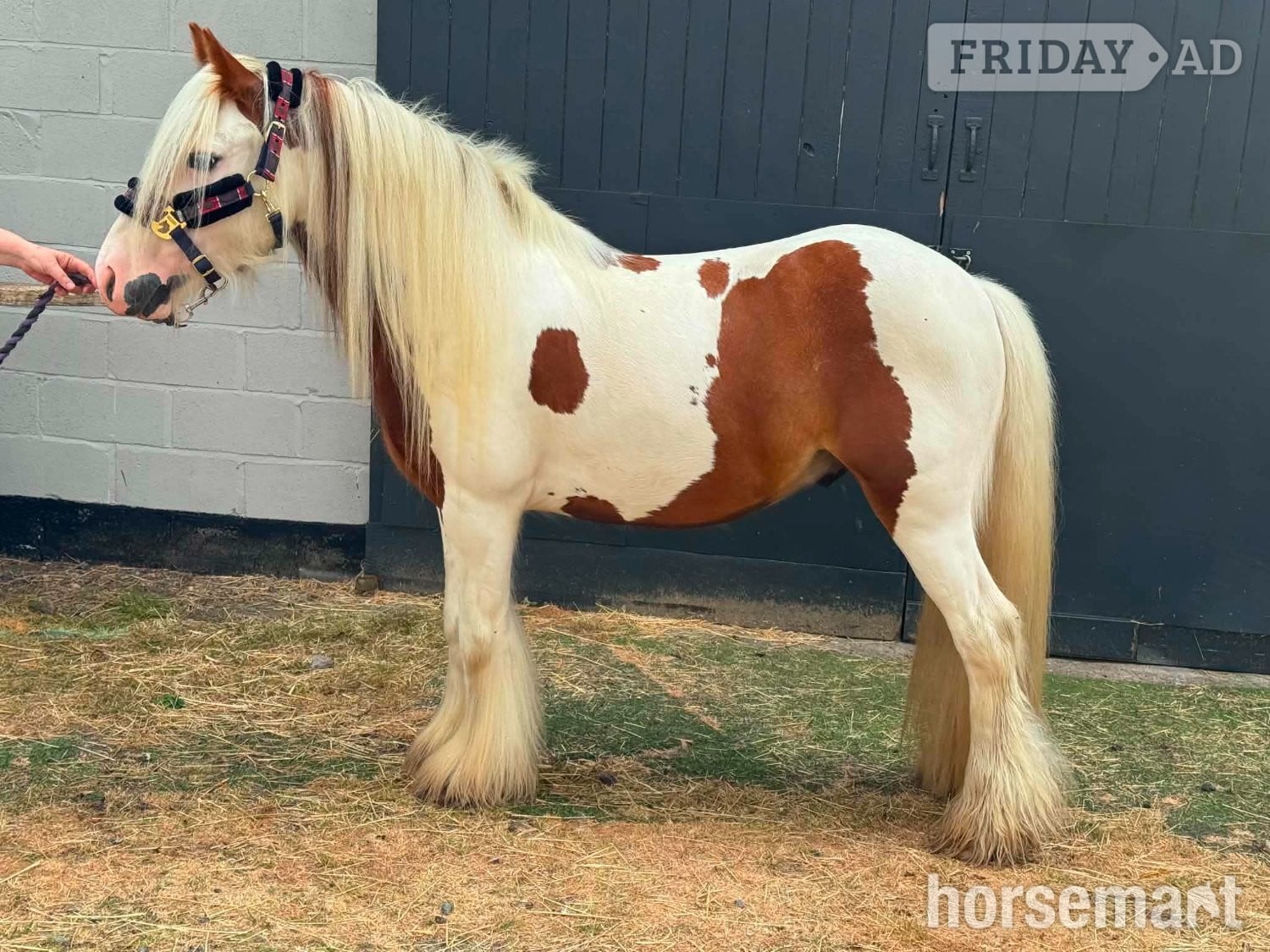 "HOT SHOT GINGER  (RUSTY)" Skewbald Gelding Cob/Heavy Horse in Belper