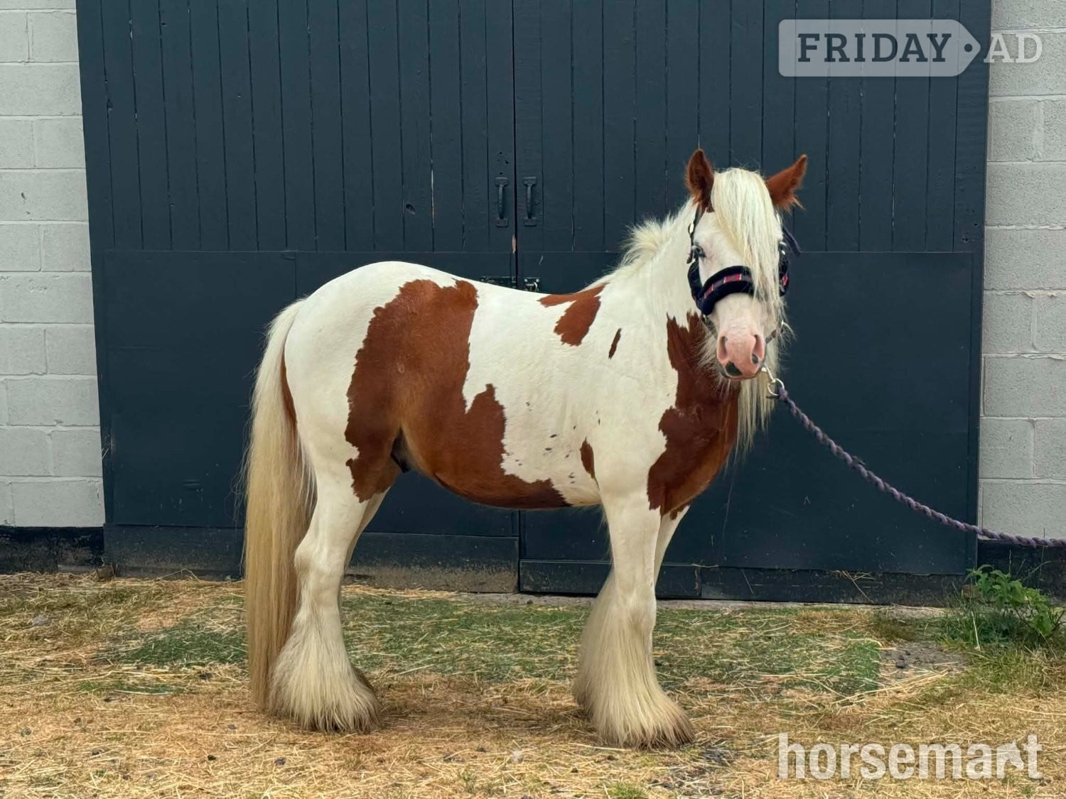 "HOT SHOT GINGER  (RUSTY)" Skewbald Gelding Cob/Heavy Horse