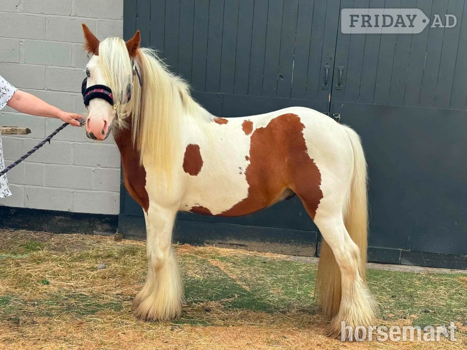 Belper "HOT SHOT GINGER  (RUSTY)" Skewbald Gelding Cob/Heavy Horse