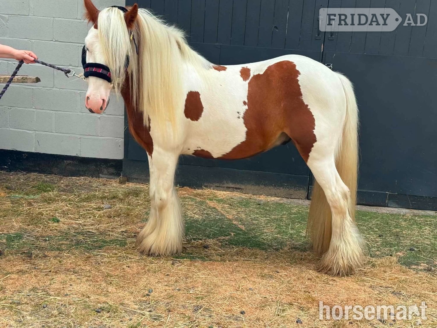 "HOT SHOT GINGER  (RUSTY)" Skewbald Gelding Cob/Heavy Horse - Horses in Belper