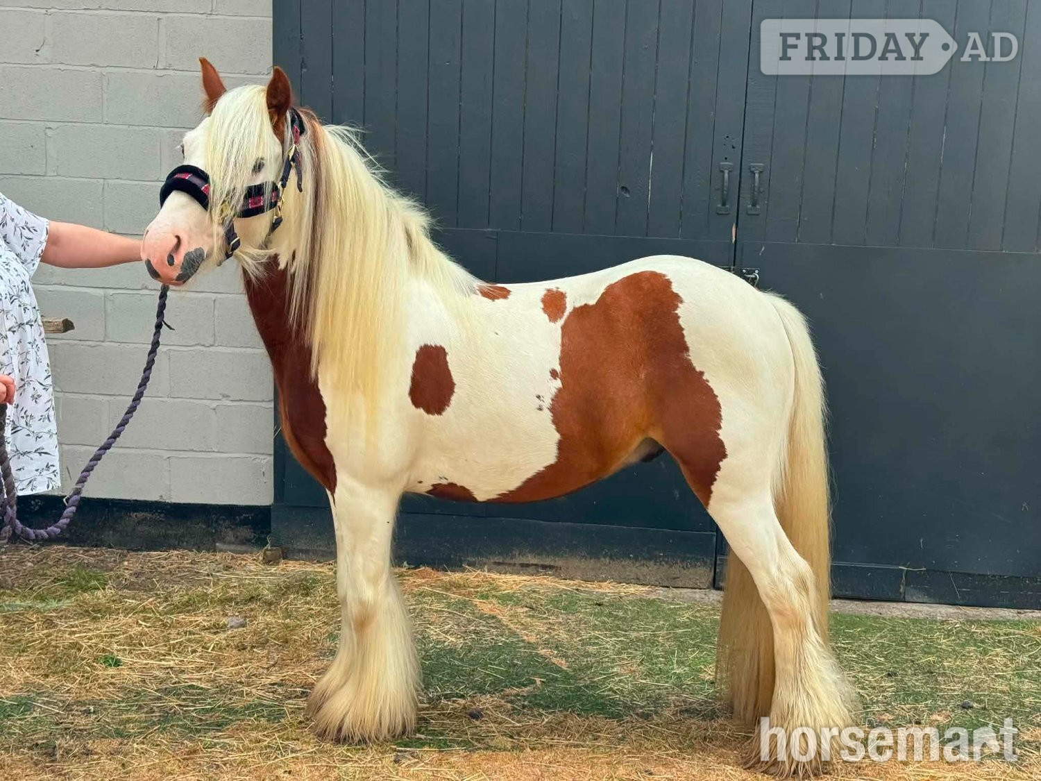 "HOT SHOT GINGER  (RUSTY)" Skewbald Gelding Cob/Heavy Horse - Horses