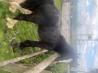 "-" Other Colour Colt Cob/Heavy Horse