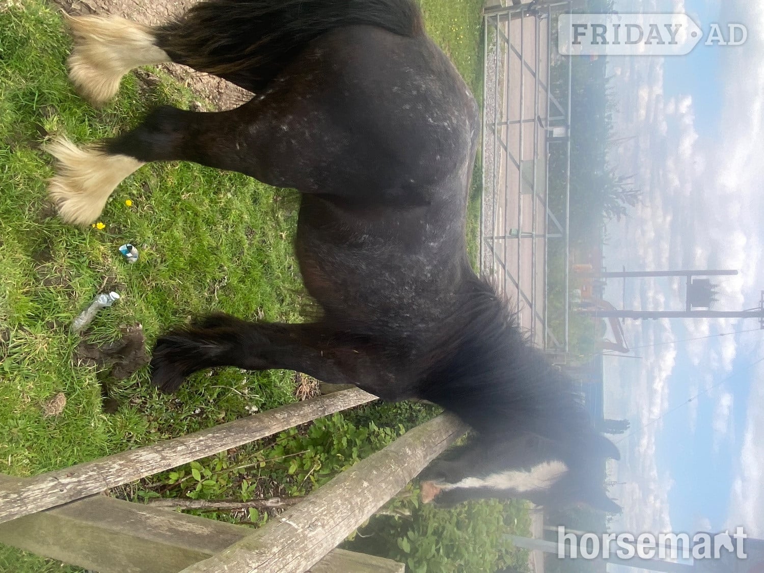 "-" Other Colour Colt Cob/Heavy Horse in Rochester