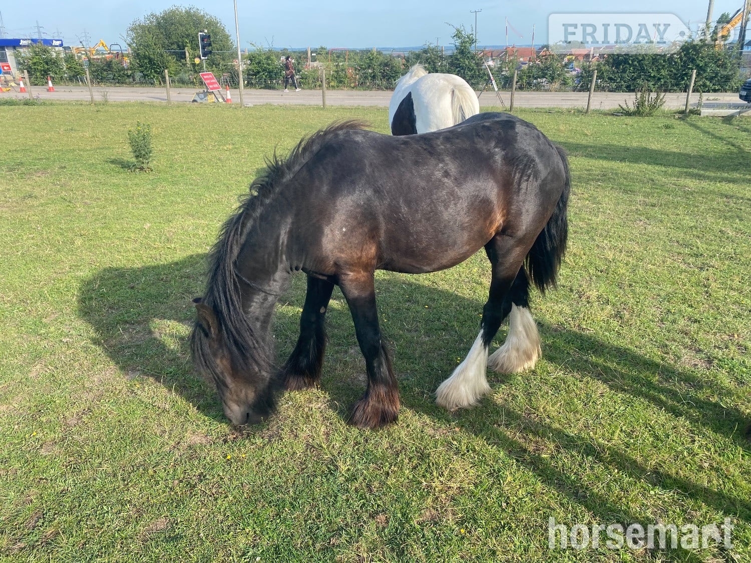 "-" Other Colour Colt Cob/Heavy Horse