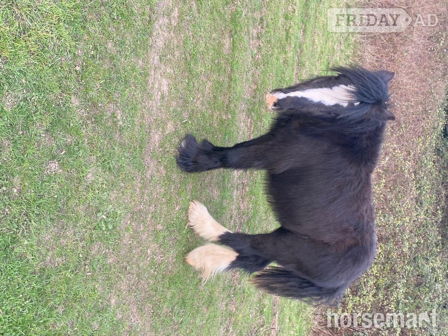 Rochester "-" Other Colour Colt Cob/Heavy Horse