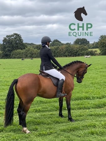 "Ballygarris Storm " Bay Gelding All Rounder