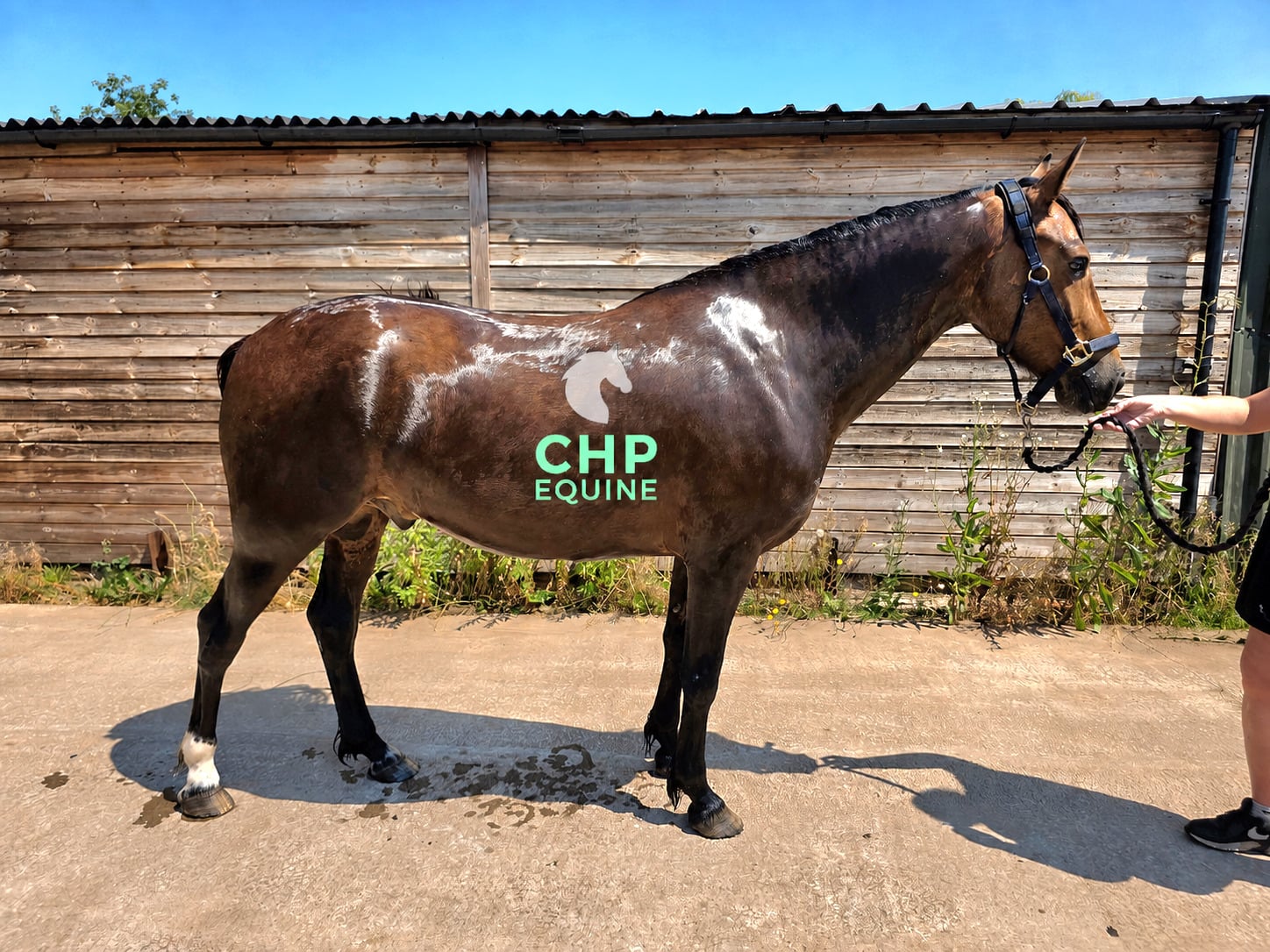 "Ballygarris Storm " Bay Gelding All Rounder