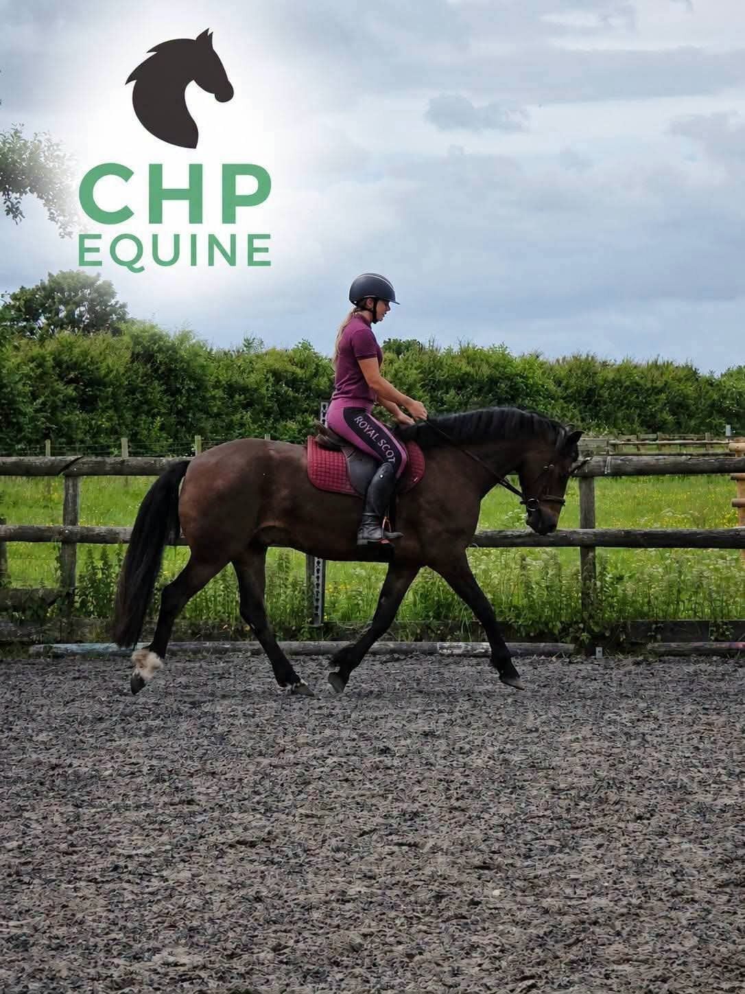 Ellenhall "Ballygarris Storm " Bay Gelding All Rounder