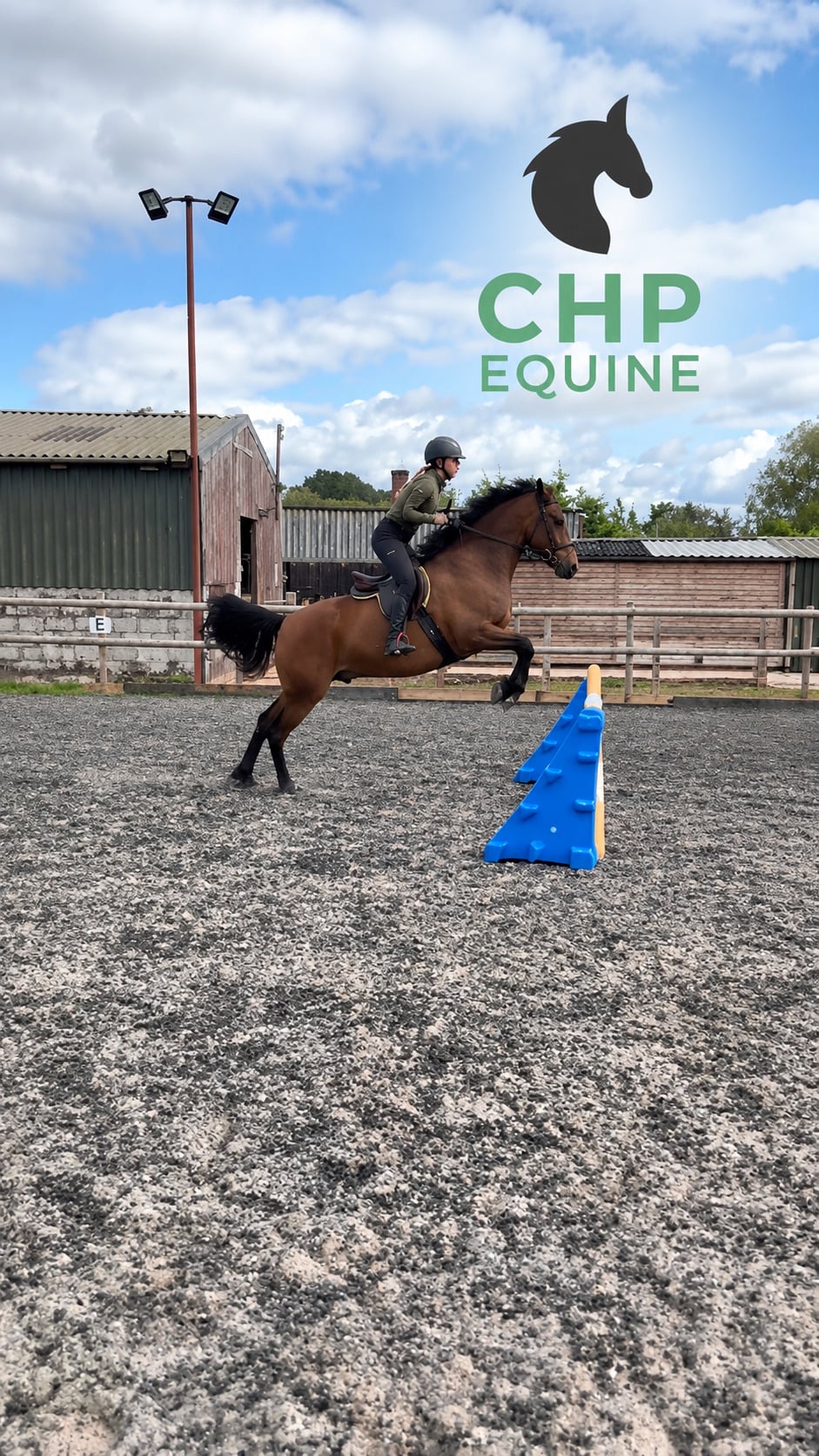 "Ballygarris Storm " Bay Gelding All Rounder - Horses in Ellenhall