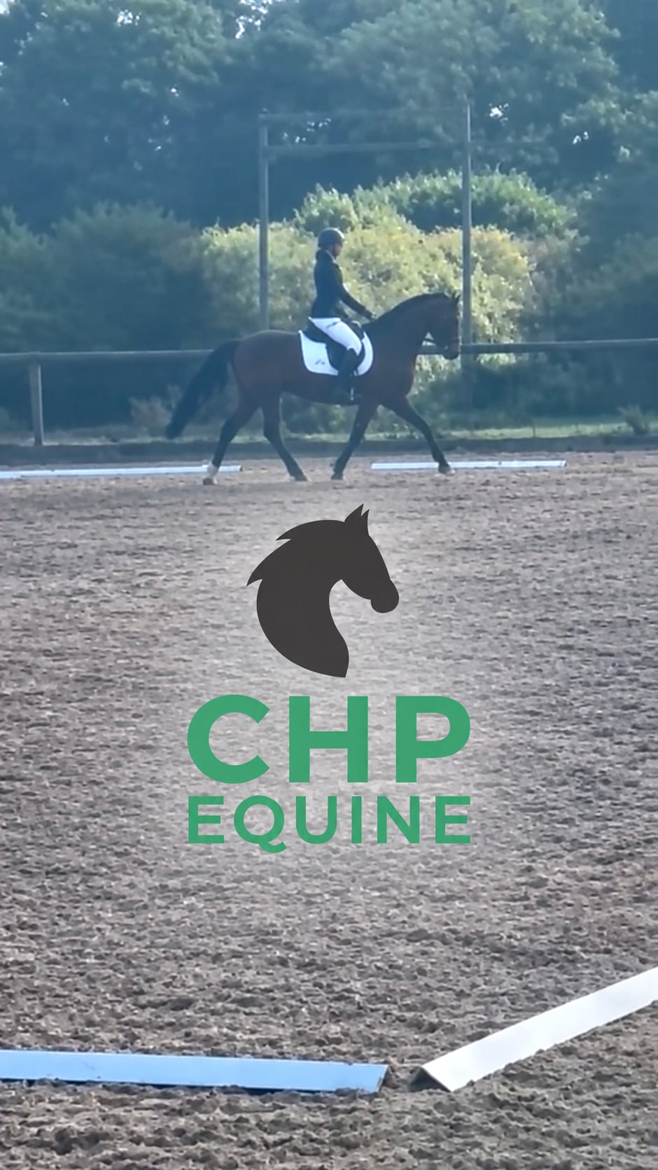 "Ballygarris Storm " Bay Gelding All Rounder - Horses