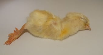 Frozen Day Old Chicks 250/10kg Boxes COLLECTION ONLY from B79 9JR