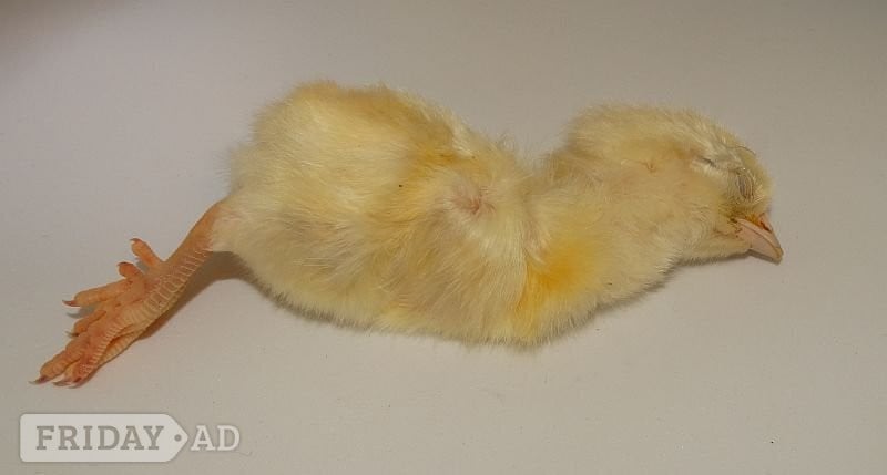 Frozen Day Old Chicks 250/10kg Boxes COLLECTION ONLY from B79 9JR in Tamworth