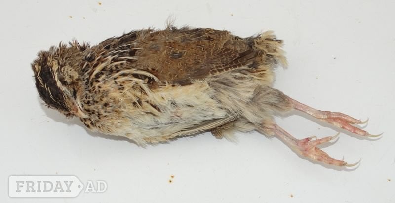 Frozen Day Old Chicks 250/10kg Boxes COLLECTION ONLY from B79 9JR