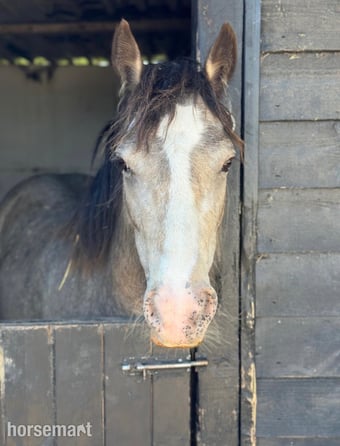 "April" Dun Mare Project Horse
