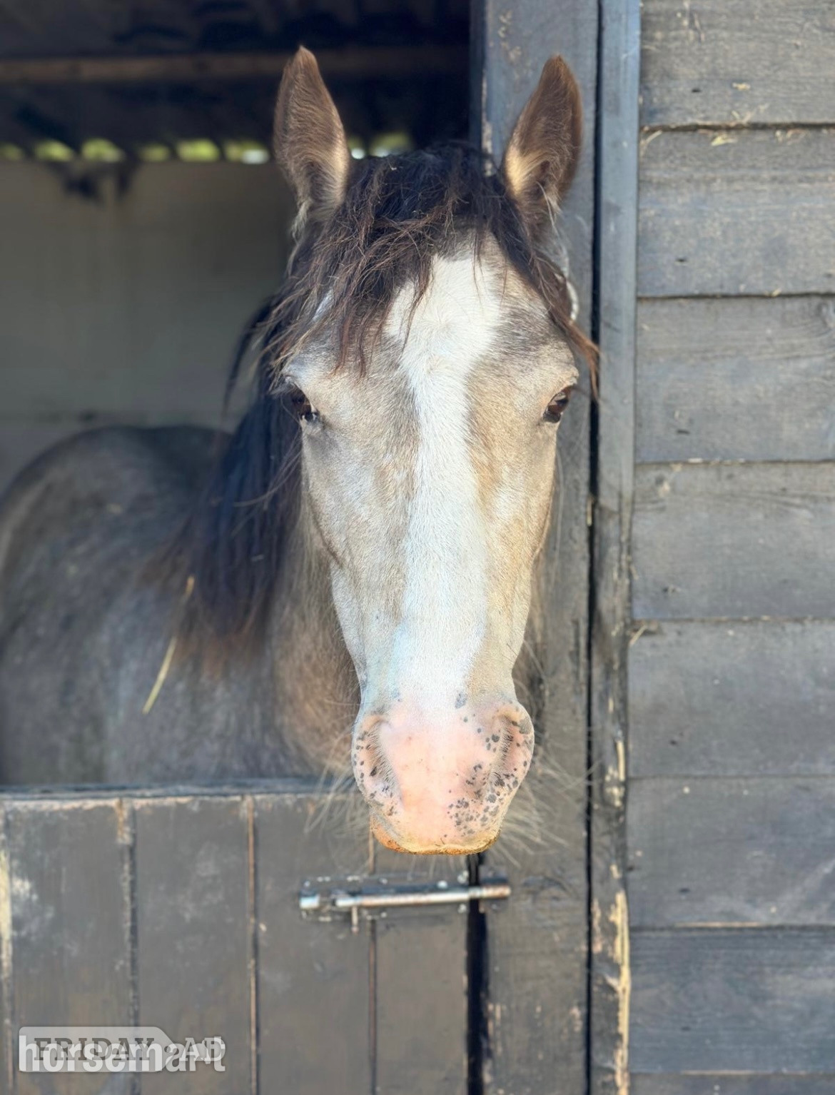 "April" Dun Mare Project Horse in Beccles