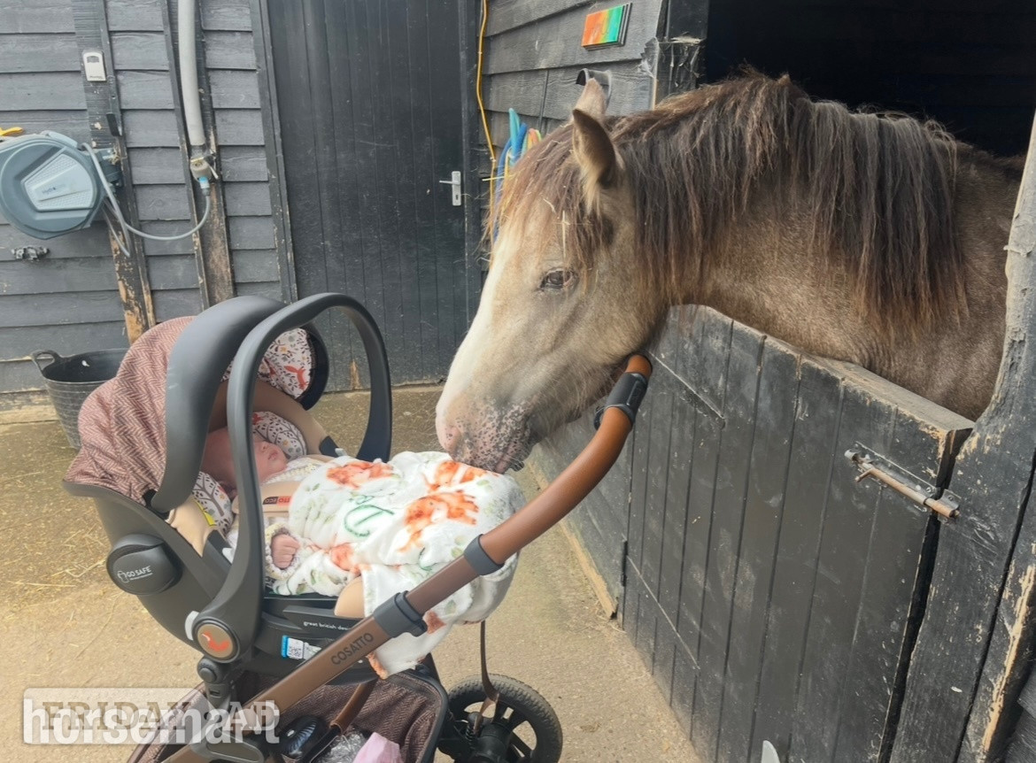 "April" Dun Mare Project Horse