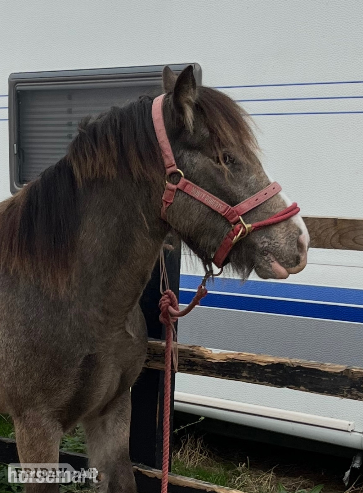 Beccles "April" Dun Mare Project Horse