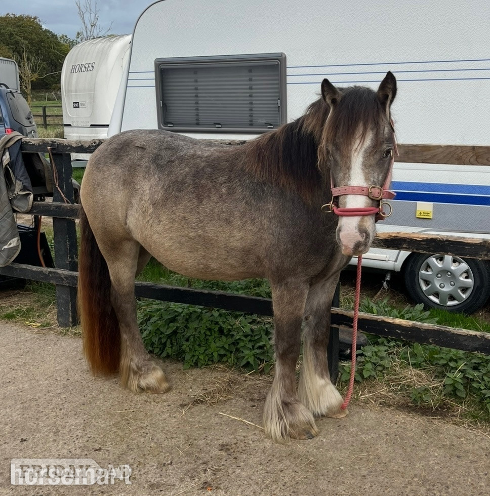 "April" Dun Mare Project Horse - Horses in Beccles