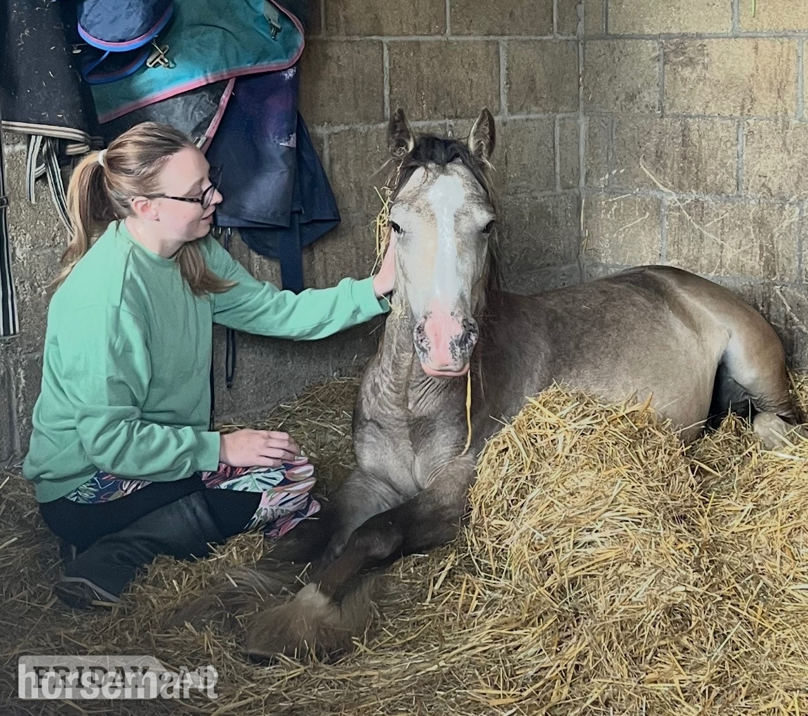 "April" Dun Mare Project Horse - Horses
