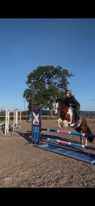 "Chelsea "  Mare Cob/Heavy Horse